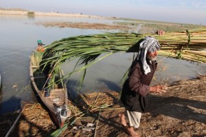 Reuters , Marshes- south Iraq