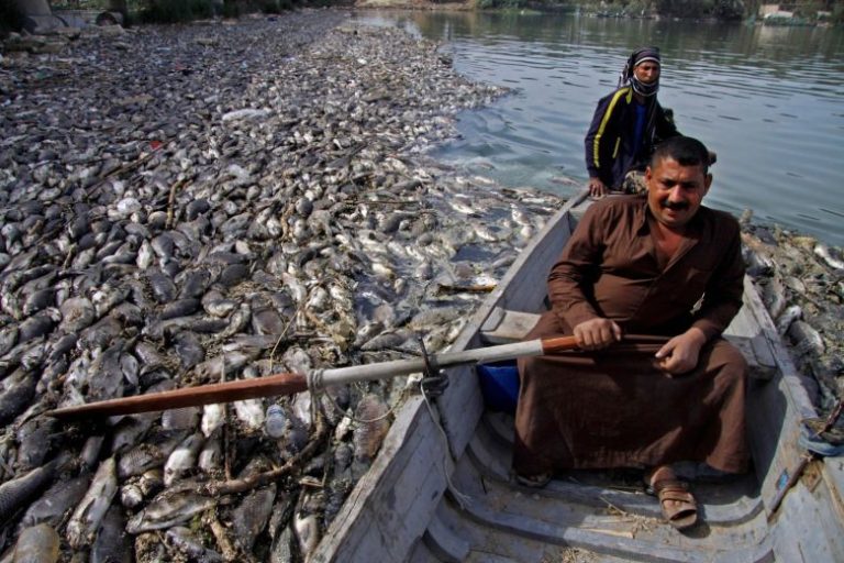 Mystery Over Thousands of Dead Carp in Euphrates River